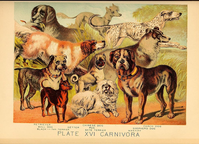 Ilustrasi berbagai jenis anjing. Sumber gambar: Wikimedia Commons.