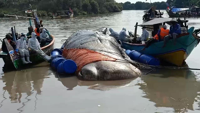 Bangkai paus yang ditemukan mati oleh nelayan pada akhir pekan lalu, mulai dievakuasi ke bibir pantai Desa Bungko, Kecamatan Kapetakan, Kabupaten Cirebon, Jawa Barat pada Selasa (13/04/2021). (Komara)