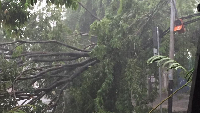 Pohon tumbang di Kedoya Selatan. Foto: Sudin Gulkarmat Jakbar