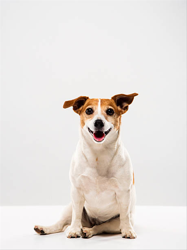 Ilustrasi anjing. Foto: Getty Images 