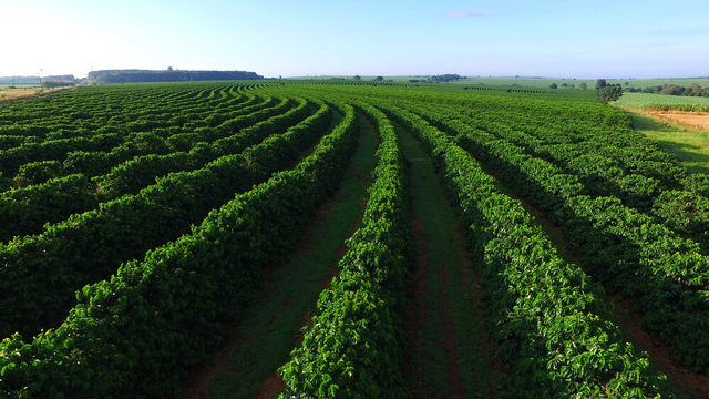 Bosan dengan Cafe, Nikmati Kopi Langsung di Kebunnya
