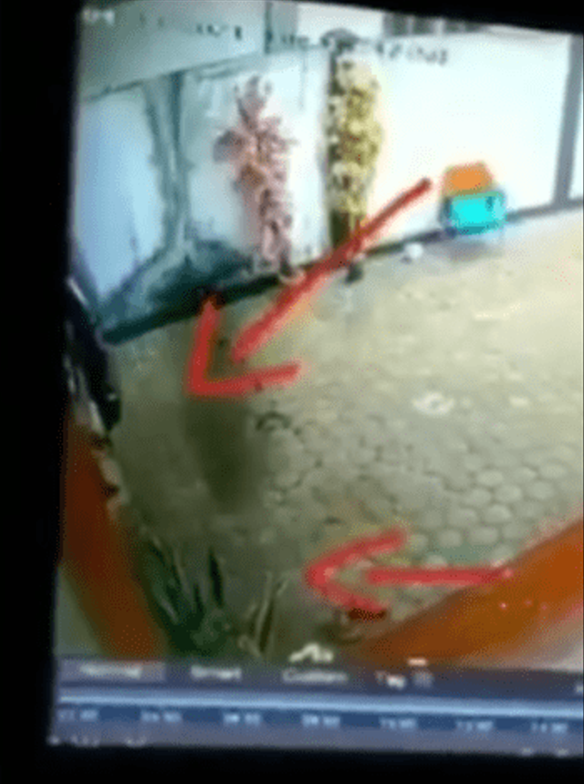 Viral penampakan diduga babi ngepet di Desa Ujong Kalak, Kecamatan Johan Pahlawan Kota Meulaboh, Aceh Barat. (Foto: Instagram @raja_posting)
