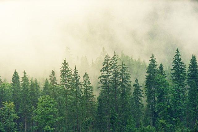 5 Jaringan Tumbuhan dan Fungsinya, Foto: pixabay 