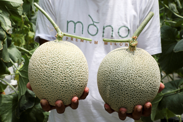 Seorang petani menunjukkan muskmelon Jepang di Mono Farm, Putrajaya, Malaysia. Foto: Lim Huey Teng/REUTERS