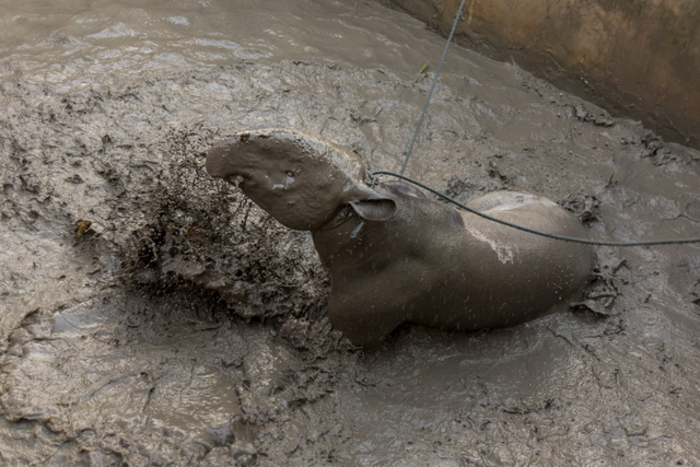Seekor Tapir (Tapiridae) liar meronta saat proses evakuasi dari permukiman di Kota Pekanbaru, Selasa (20/4).  Foto: FB Anggoro/ANTARA FOTO