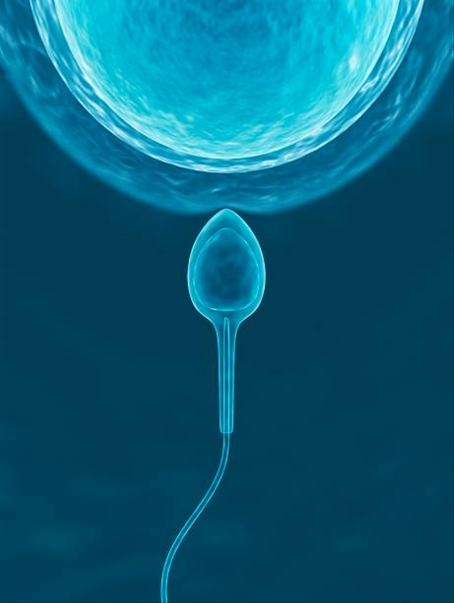 Ilustrasi sperma. Foto: Getty Images