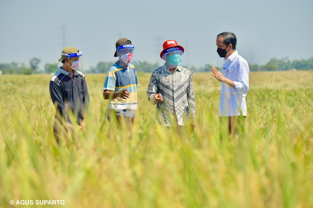 Presiden Jokowi melakukan peninjauan panen raya petani padi yang sawahya terletak di sekitar kawasan  Jln Bango Dua-Widasari, Bangodua, Indramayu. Foto: Dok. Agus Suparto