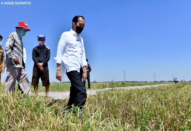 Presiden Jokowi melakukan peninjauan panen raya petani padi yang sawahya terletak di sekitar kawasan  Jln Bango Dua-Widasari, Bangodua, Indramayu. Foto: Dok. Agus Suparto