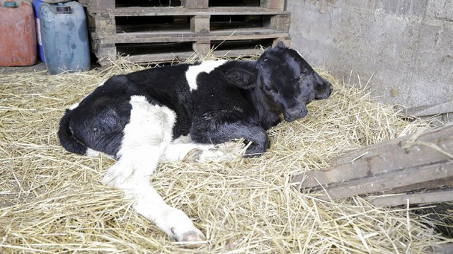 Anak sapi berkepala dua. Foto: Ognen Teofilovski/Reuters
