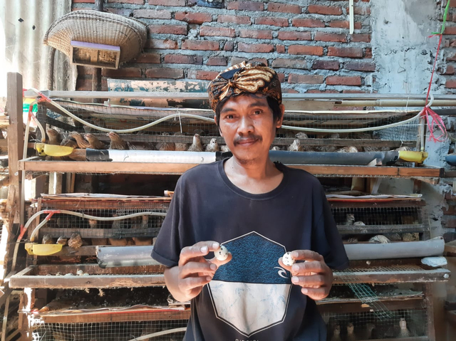 Saiful Rizal peternak burung puyuh petelur di rumah. Foto-foto: Amanah Nur Asiah/Basra