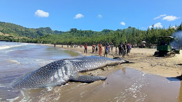 Sejumlah warga melihat proses evakuasi hiu paus (Rhincodon typus) yang terdampar dan mati di tepi Pantai Bayeman, Tulungagung, Jawa Timur, Jumat (23/4/2021). Foto: Destyan Sujarwoko/ANTARA FOTO
