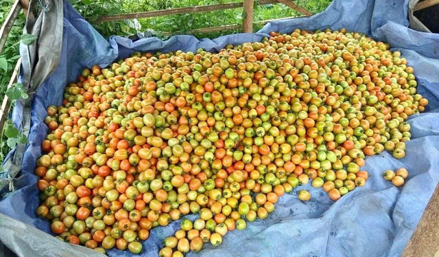 Hasil panen tomat Kelompok Tani Tonaguraci. Foto: Istimewa