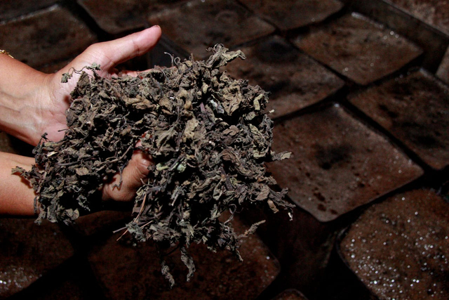 Daun cincau sebagai bahan baku. Foto: Rubianto