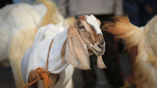 Umur Minimal Hewan Kurban Kambing Adalah? Ini Ketentuan Syariatnya. Foto: Shutter Stock