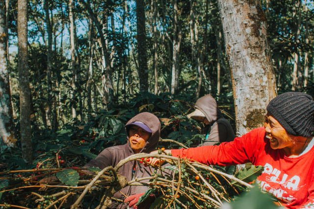 Petani memilih biji kopi untuk dipanen. Sumber foto: www.unsplash.com