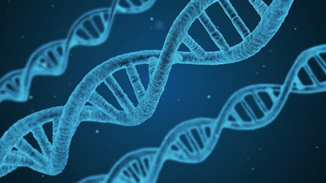 Ilustrasi DNA, tempat terjadinya mutasi gen karena perubahan urutan basa nitrogen. Foto: Pixabay