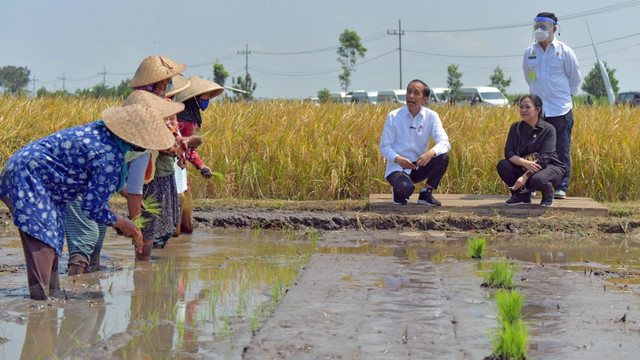Presiden Jokowi meninjau lokasi tanam dan panen di desa Kanigoro, Kec Tumpang, Kab Malang. Kamis (29/4). Foto: Dok. Biro Pers Setpres