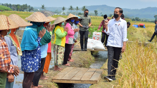 Presiden Jokowi meninjau lokasi tanam dan panen di desa Kanigoro, Kec Tumpang, Kab Malang. Kamis (29/4). Foto: Dok. Biro Pers Setpres