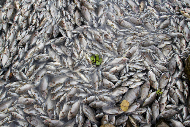 Ilustrasi ikan mati. Foto: Muhammad Arif Pribadi/Antara Foto