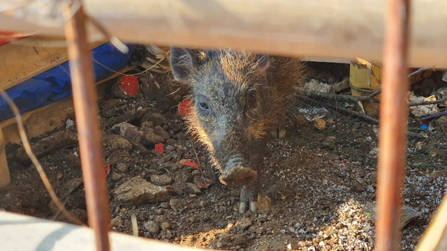 Babi ngepet yang diamankan warga RT2/4, Kelurahan Bedahan, Kecamatan Sawangan, Kota Depok. Foto: Dok. Istimewa