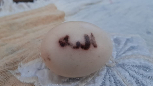 Telur ayam berlafaz Allah ditemukan di Desa Cikondang, Pandeglang. Foto: Dok. Istimewa