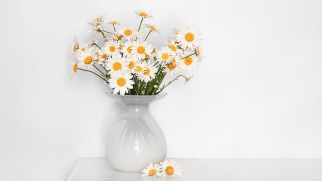 Shasta daisy. Foto: Shutter Stock