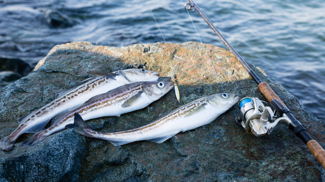 Ilustrasi ikan pollock Alaska. Foto: Shutter Stock