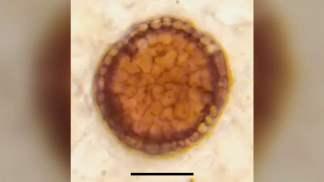 Bicellum brasieri holotype specimen.
 Foto: Paul Strother via Live Science