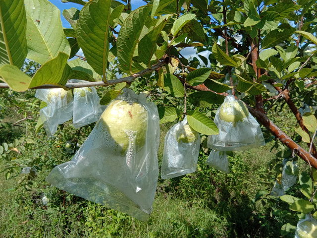 foto jambu kristal di kebun buah Bendosari/foto diambil oleh Muhammad Firman Maulana