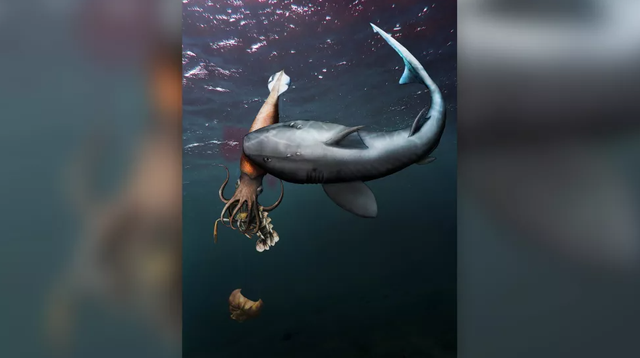 Ilustrasi hiu (Hybodus hauffianus) menggigit belemnite, yang tengah mengunyah krustasea (Proeryon).  Foto: Klug/Swiss Journal of Palaeontology