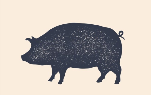 Ilustrasi Babi, Sumber Foto: Shutterstock.com