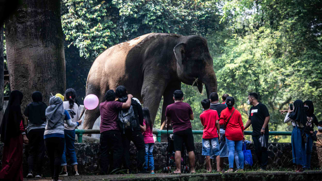 Sejumlah wisatawan menyaksikan Gajah sumatra (Elephas maximus sumatranus) di Taman Margasatwa Ragunan, Jakarta, Kamis (14/5/2021). Foto: ANTARA FOTO/Aprillio Akbar