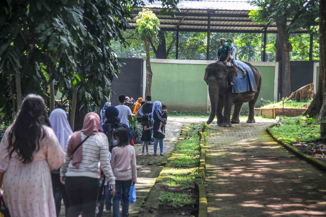 Wisatawan menaiki gajah tunggang di Bandung Zoological Garden (Bazoga), Bandung, Jawa Barat, Sabtu (15/5/2021). Foto: Raisan Al Farisi/ANTARA FOTO