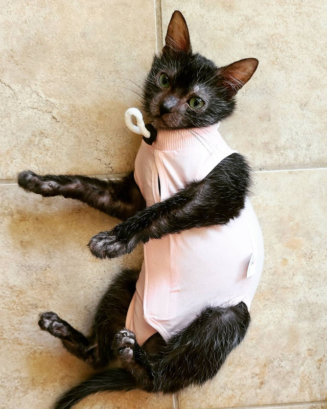 Gracie si kucing serigala yang dipelihara oleh Brianna Walton. Foto: graciewolfcat via Instagram