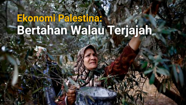 Seorang petani sedang memanen buah zaitun ke kebunnya di kawasan Gaza, Palestina. (Foto:  Mohammed Abed/AFP)