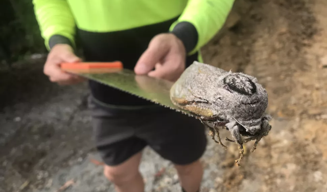 Ngengat raksasa ditemukan di Australia.  Foto: Mount Cotton State School 