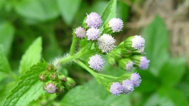 Bandotan salah satu jenis gulma yang sering dijadikan sebagai bahan pengobatan tradisional. Foto: keyslucidcentral.org