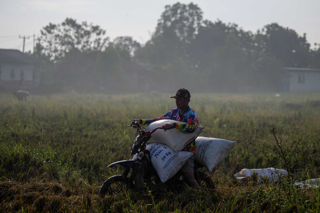 Petani mengangkut karung berisi gabah hasil panen dengan motor di Desa Kertawaluya, Kabupaten Karawang, Jawa Barat, Selasa (18/5/2021). Foto: ANTARA FOTO/Sigid Kurniawan
