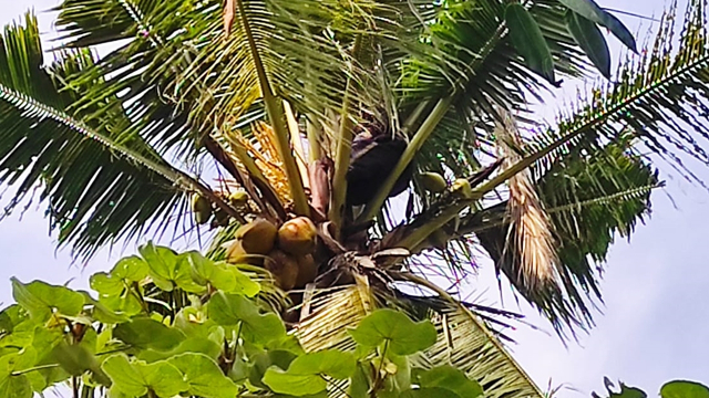 Heboh pria di Banyuwangi tidur di atas pohon kelapa. Foto: Dok. Istimewa