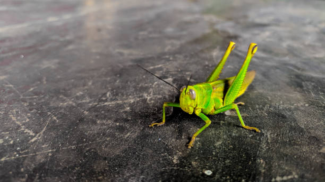 Belalang merupakan salah satu hewan yang mengalami metamorfosis tidak sempurna Foto: iStock