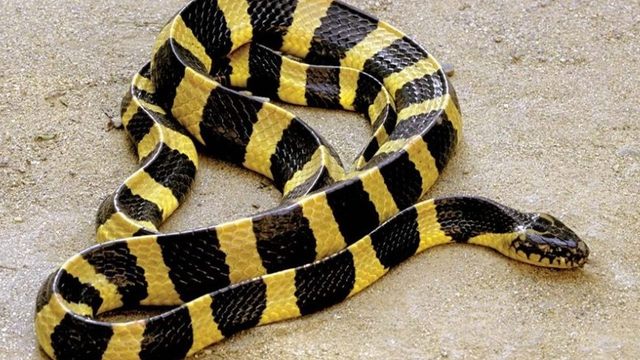 Ular Welang atau Bungarus fasciatus. Foto: Hewanpedia