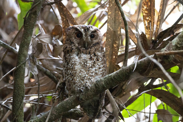 Foto pertama burung hantu Celepuk Rajah Kalimantan di alam liar. Ahli ekologi Smithsonian Migratory Bird Center Andy Boyce melaporkan penemuan kembali dan memotret subspesies yang sulit dipahami ini di hutan pegunungan Gunung Kinabalu di Sabah, Malaysia. Foto: Andy Boyce