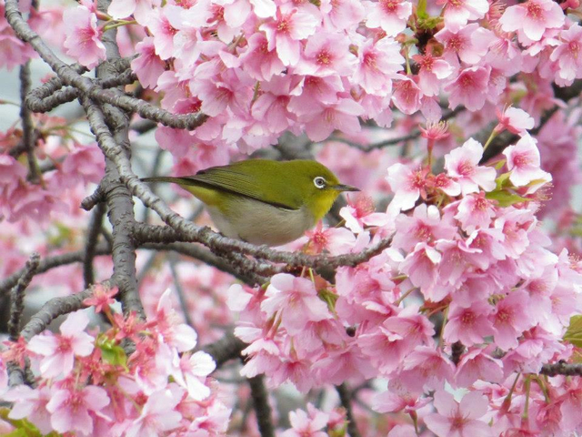 Burung dan pink sakura. Dokumentasi pribadi. Karya: Dini.
