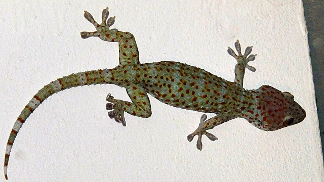Ilustrasi hewan tokek. Foto: Pixabay
