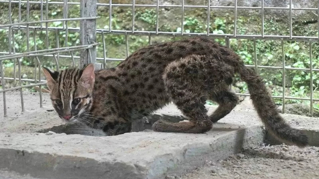 Seekor kucing hutan yang diserahkan ke BKSDA Jember pada Senin (24/5/2021).  Foto: Zumrotun Solichah/ANTARA