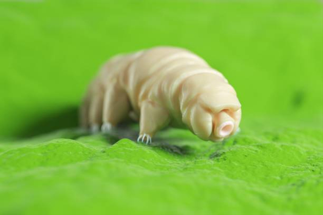 Ilustrasi Tardigrada. Foto: Getty Images 