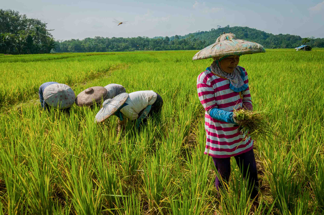 Petani merawat padi di Desa Sudamanik, Lebak, Banten, Selasa (25/5/2021). Foto: Muhammad Bagus Khoirunas/ANTARA FOTO