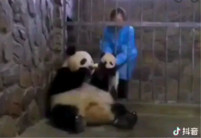 Viral, Panda yang Tukar Anaknya dengan Makanan