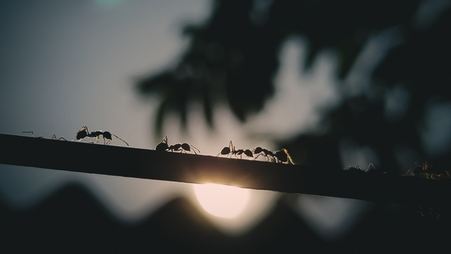 Ilustrasi semut yang membantu Nabi Sulaiman AS. Foto: Unsplash.com/i__prabir