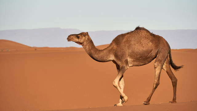 Ilustrasi unta yang dihidupkan Nabi Saleh AS. Foto: Unsplash.com/wolfgang_hasselmann